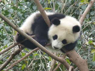 Click to popup fullsize image