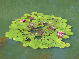 Click to popup fullsize image